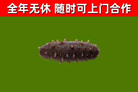 开鲁烟酒回收干海参.jpg